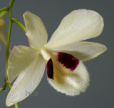 Dendrobium pulchellum, Ueang Chang Nao - Kham Ta Khwai