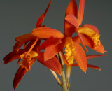 Cattleya millerii, flowers 5.5 cm, very rare in the Brasilian rain forest, growing on rocks