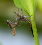 Calopterix splendens, weidebeekjuffer, uitsluiper