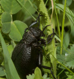 Kortschildkever, Meloe tuccius