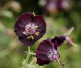 Geranium phaeum, Donkere ooievaarsbek, zeldzaam
