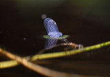 Elegans onderwater ei-afzetten