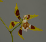 Odontoglossum epidendroides/lacerum