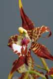 Odontoglossum cordatum, close