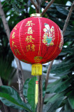 Chinese Lantern