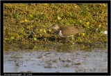 common sandpiper.jpg