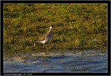 wood sandpiper.jpg