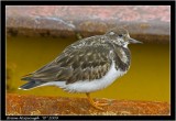 Turnstone