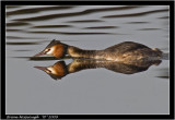 Great Crested Grebe