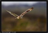 Short eared owl