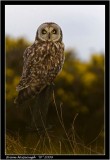 Short eared owl