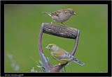 greenfinch and house sparrow.jpg