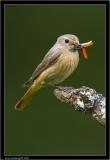 redstart 1.jpg