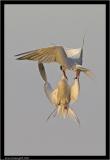 common terns.jpg