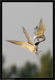 common terns 2.jpg