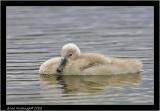 cygnet.jpg