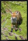 fox cub.jpg