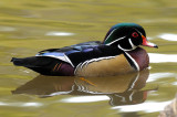 Canard branchu. Wood duck