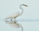 Grande Aigrette, Great Egret.