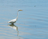 Grande Aigrette, Great Egret.