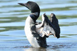 Plongeon Huard. Common Loon.