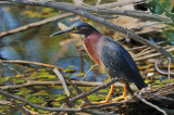 Hron vert. Green heron.