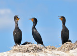 Cormoran  aigrettes, Double-crested Cormorant