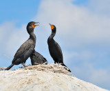 Cormoran  aigrettes, Double-crested Cormorant