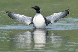 Plongeon Huard. Common Loon.