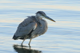 Grand Hron  laube. Great Blue Heron at dawn.