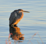 Grand Hron. Great Blue Heron.