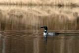 Plongeon Huard. Common Loon.