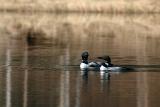 Plongeon Huard. Common Loon.