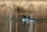 Plongeon Huard. Common Loon.