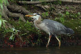 Great Blue Heron 10