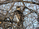 Coopers (?) Hawk #3