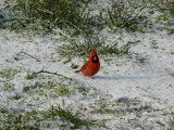 Cardinal in the Snow