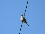 Mourning Dove