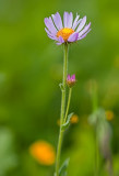 Purple flower