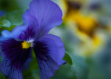 Blue ruffled Pansy