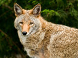 Wiley Coyote, Northwest Trek, Washington
