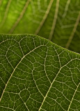 Green poinsetta leaf