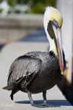 Pelican