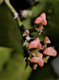 Euphorbia lactea Candelabra Plant