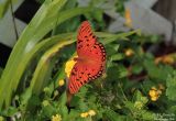 The Butterly and the Lantana