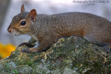 Squirrel on a Island