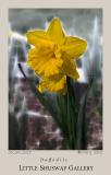daffodil_3318.jpg