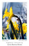 Daffodils_3479.jpg