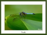 Blue Dasher