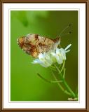 Pearl Crescent (Female)